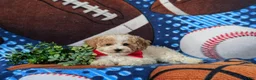 Toy Poodle dogs for sale: Sutherland - Ad 5