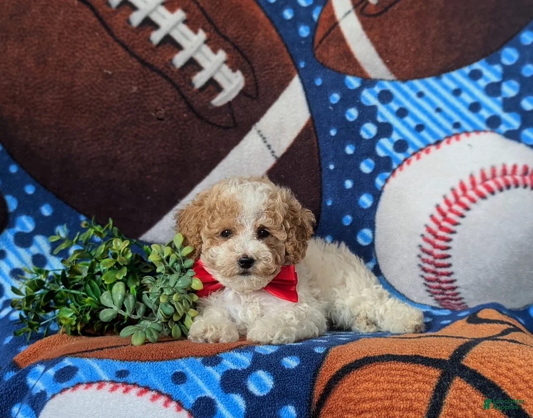 Toy Poodle dogs for sale: Sutherland - Ad 5