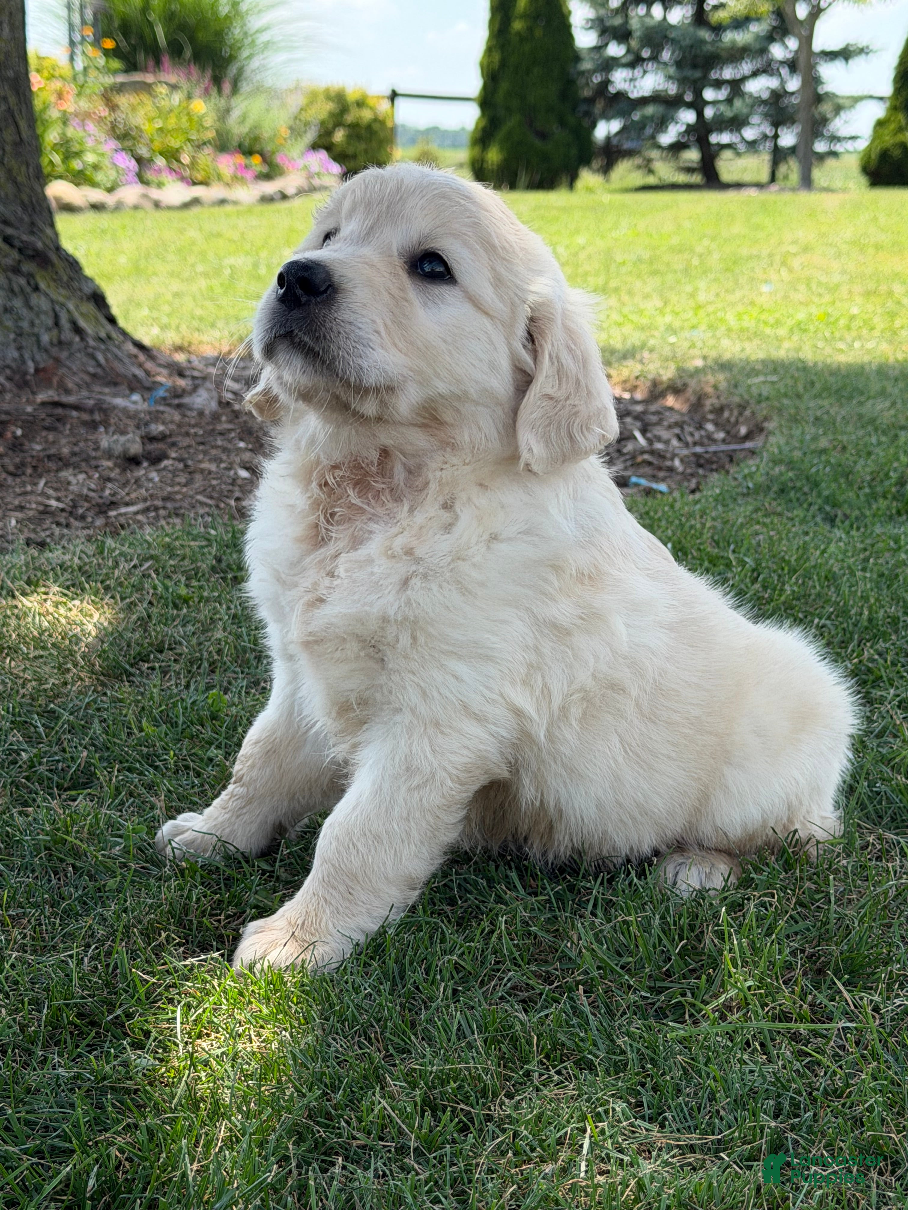 Golden Retriever dogs Pumpkin - Ad 1