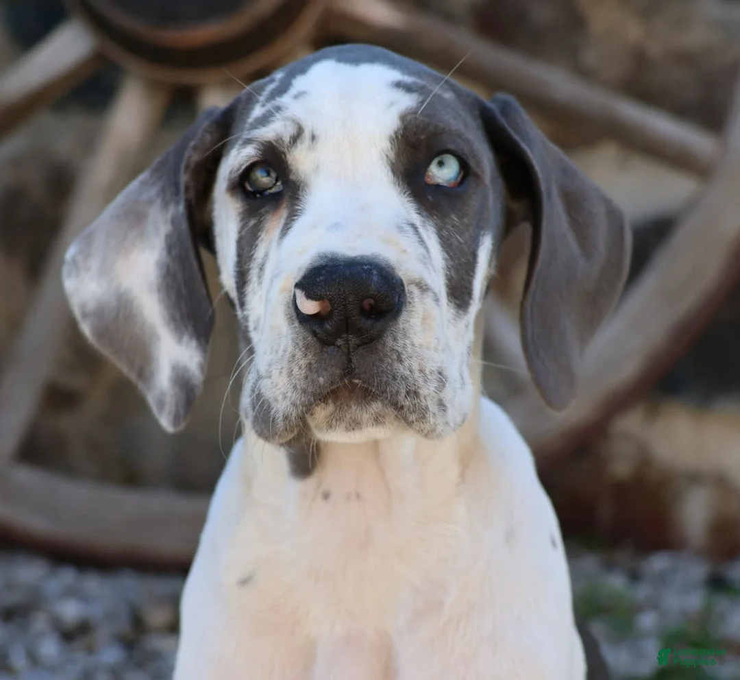 Gallery Image {{count}}