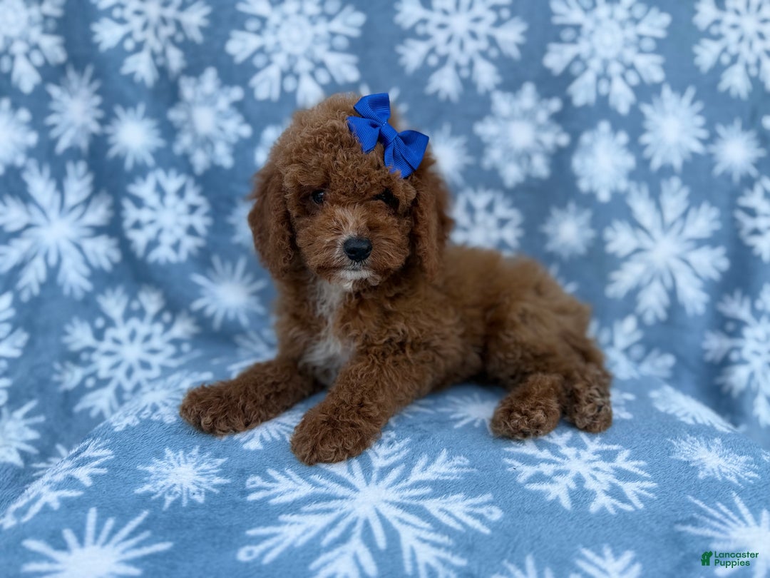 Cockapoo dogs for sale: Candycane - Ad 3