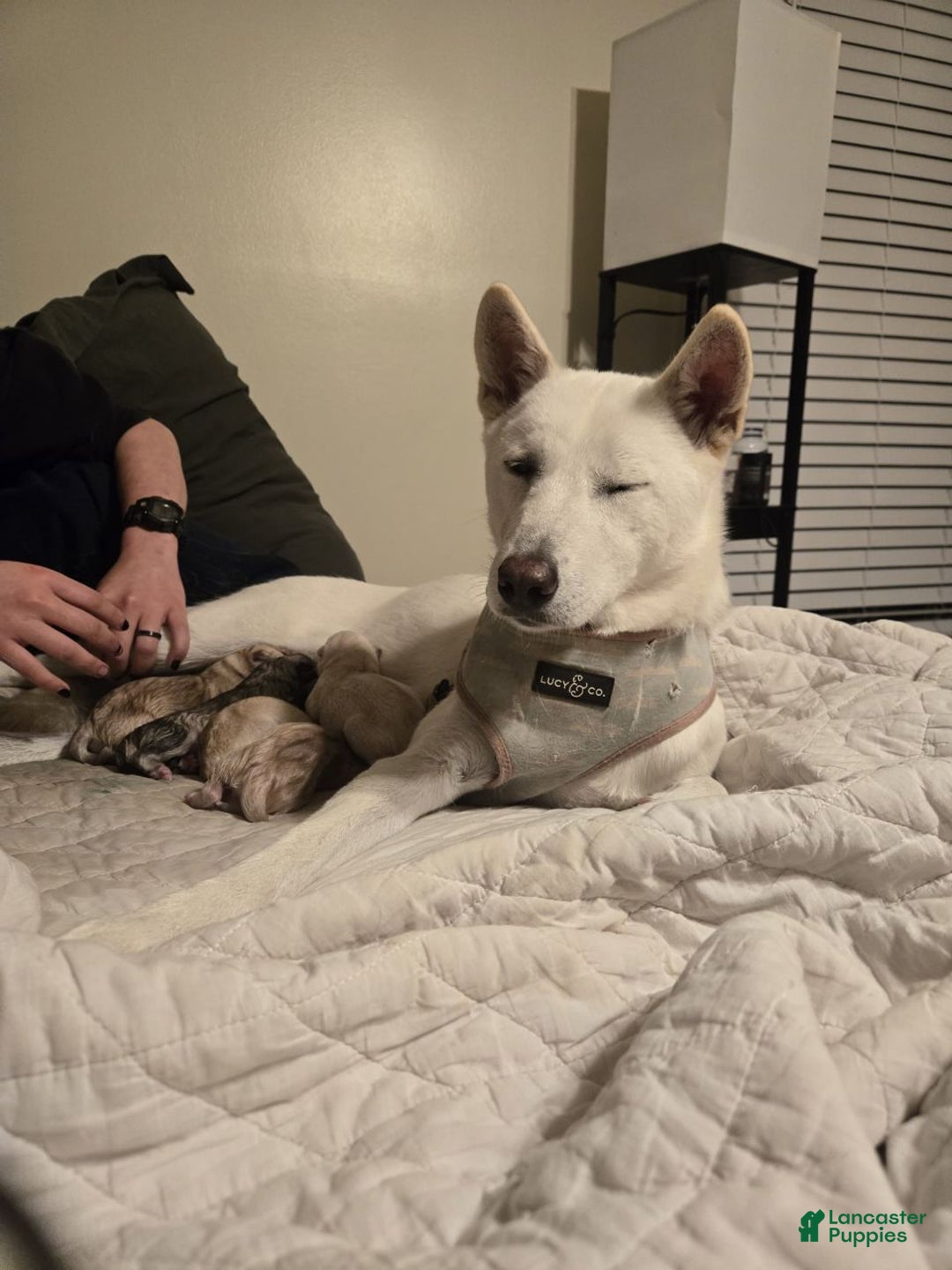 Mixed Breed dogs for sale: Ponyo - Ad 3