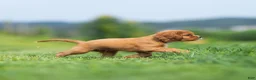 Cavalier King Charles Spaniel dogs for sale: Jasper Cavalier King Charles Spaniel  - Ad 4