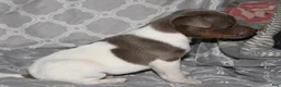 Rat Terrier dogs for sale: Edward  - Ad 3