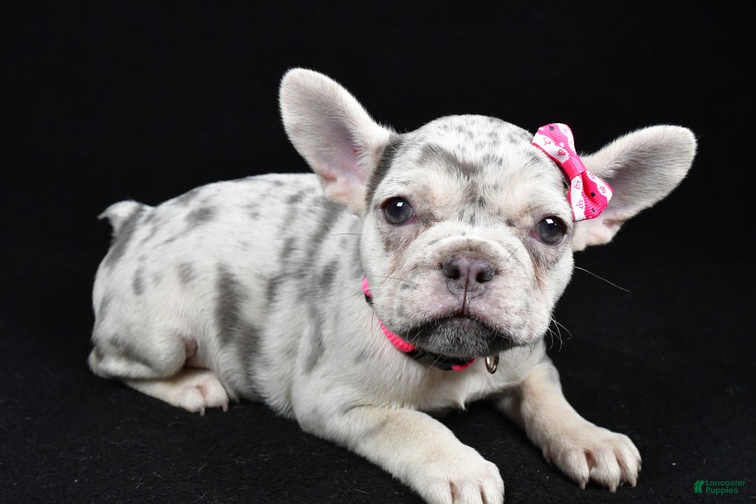 French Bulldog dogs for sale: Biscuit  - Ad 7