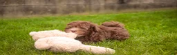 Havanese dogs for sale: Gatsby Havanese  - Ad 10