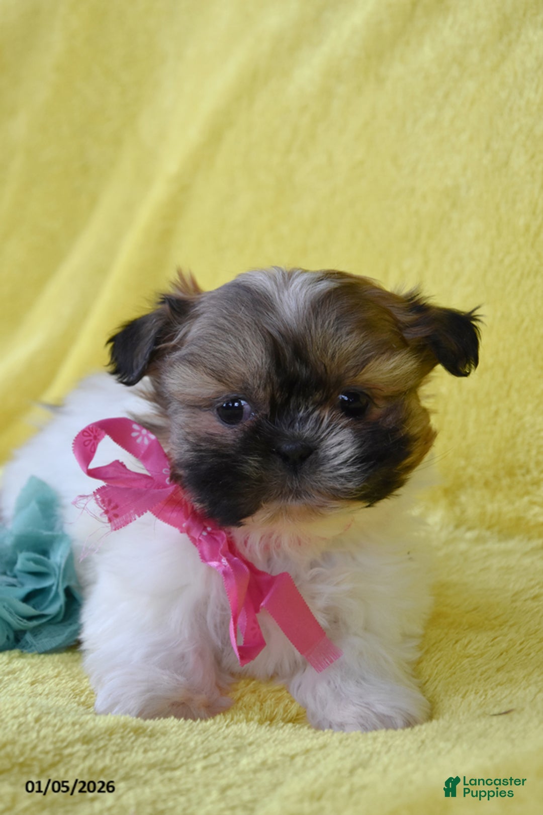 Shih Tzu dogs for sale: Sapphire - Ad 1