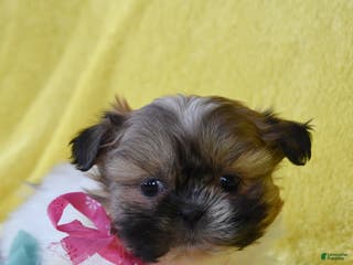 Shih Tzu dogs Sapphire - Ad 25