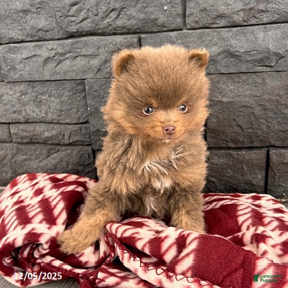 Pomeranian dogs Teddy - Ad 39