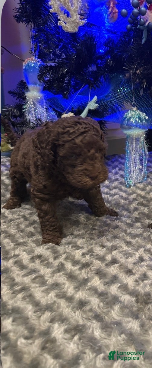 Labradoodle dogs Labradoodle Puppy 3 - Ad 12