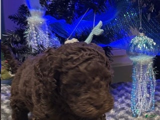 Labradoodle dogs Labradoodle Puppy 3 - Ad 41