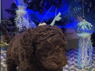 Labradoodle dogs Labradoodle Puppy 3 - Ad 19