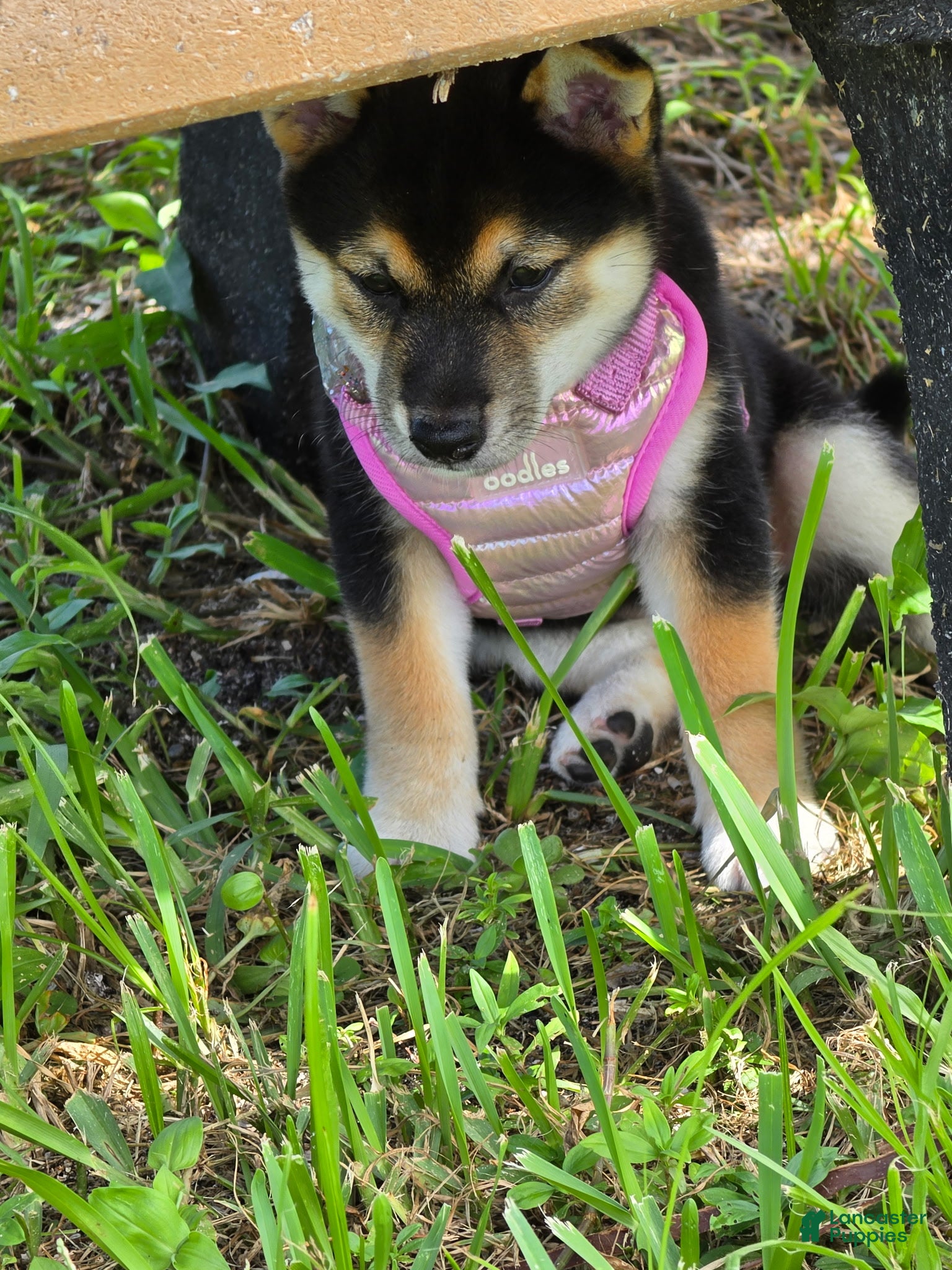 Shiba Inu dogs Shiba Inu 5 - Ad 1