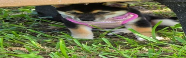 Shiba Inu 5
