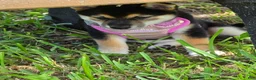 Shiba Inu dogs for sale: Shiba Inu 5 - Ad 1