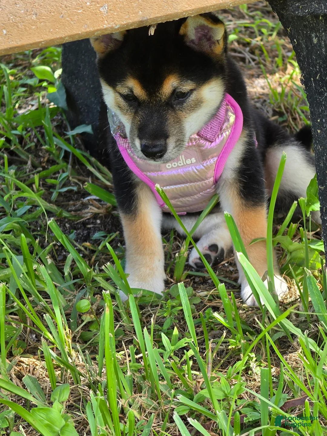 Shiba Inu dogs for sale: Shiba Inu 5 - Ad 1
