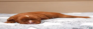 Finn Cavalier King Charles Spaniel 