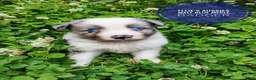 Miniature Australian Shepherd dogs for sale: Badger  - Ad 4
