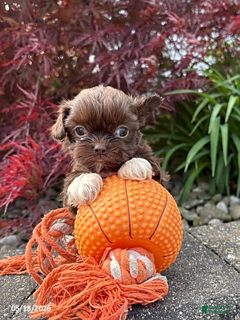 Shih Tzu dogs Hallie - Ad 2