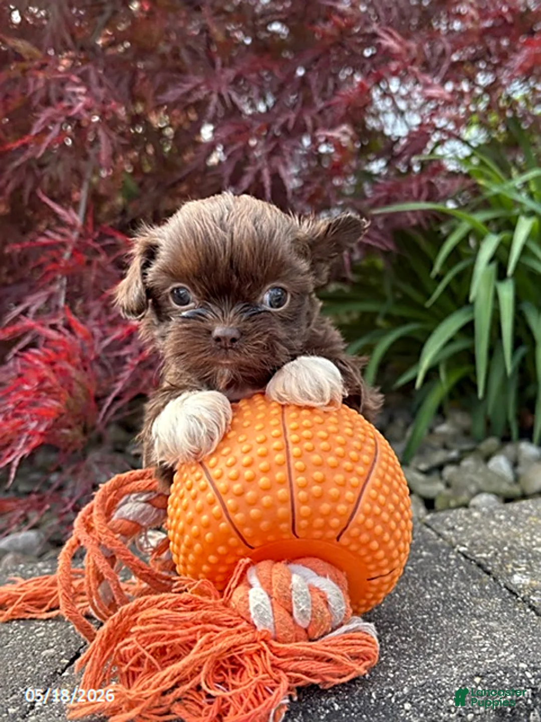 Shih Tzu dogs for sale: Hallie - Ad 2