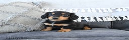 Miniature Dachshund dogs for sale: Lance  - Ad 3