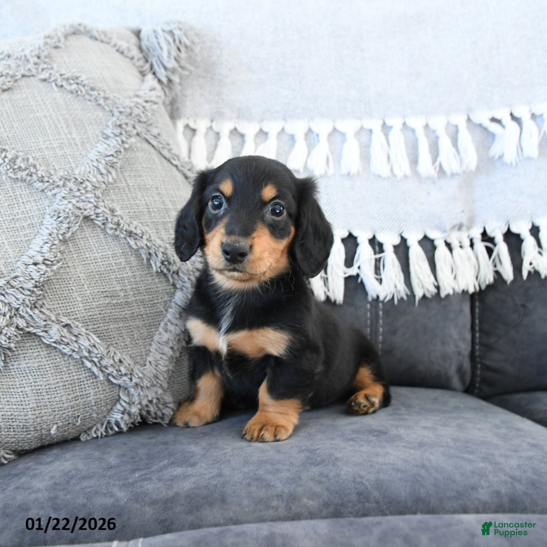Miniature Dachshund dogs for sale: Lance  - Ad 3