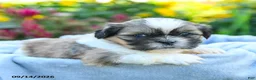Shih Tzu dogs for sale: Mason - Ad 4