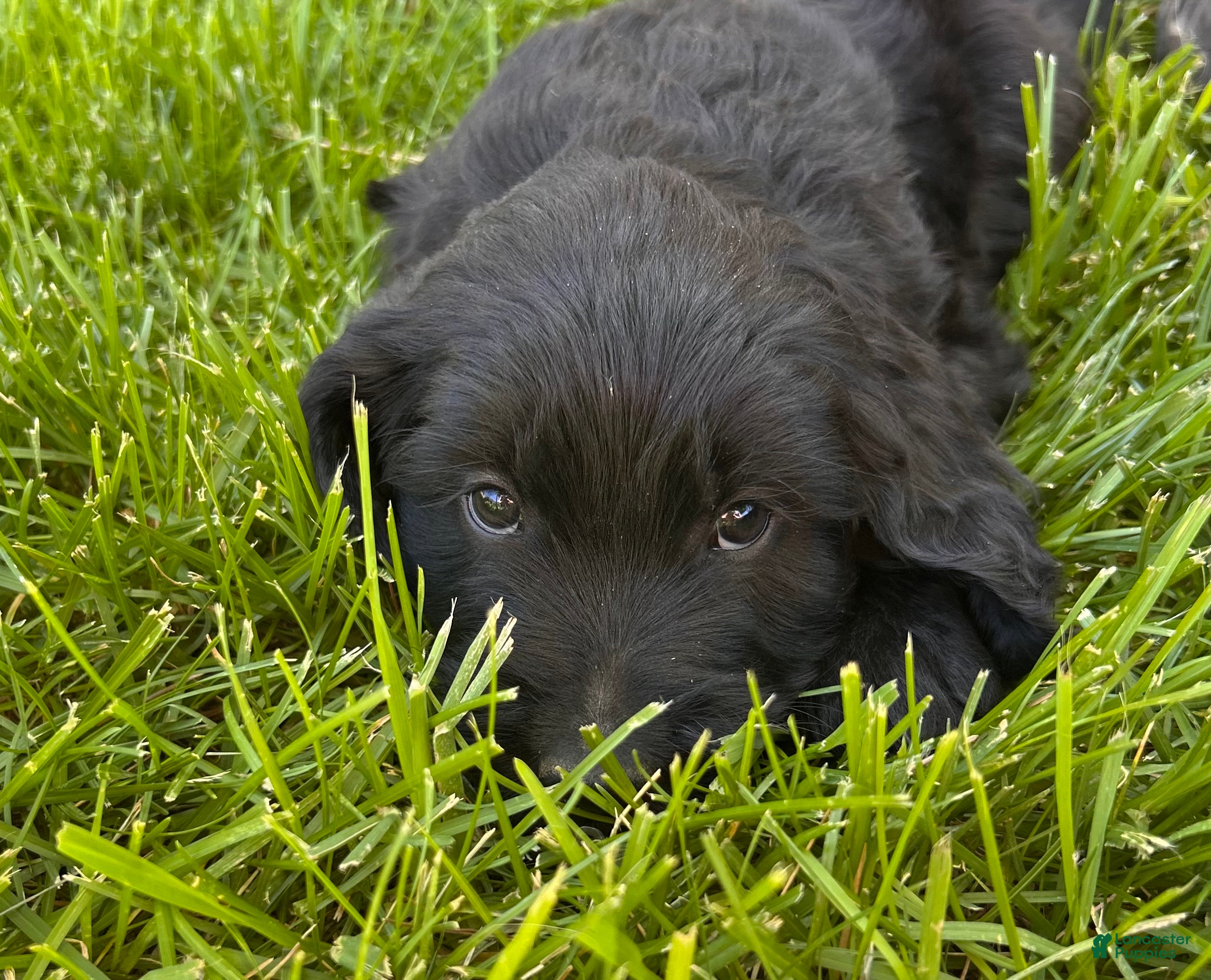 Mixed Breed dogs Silky - Ad 2