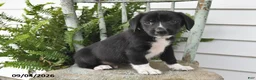 Beagle dogs for sale: Ronnie - Ad 4