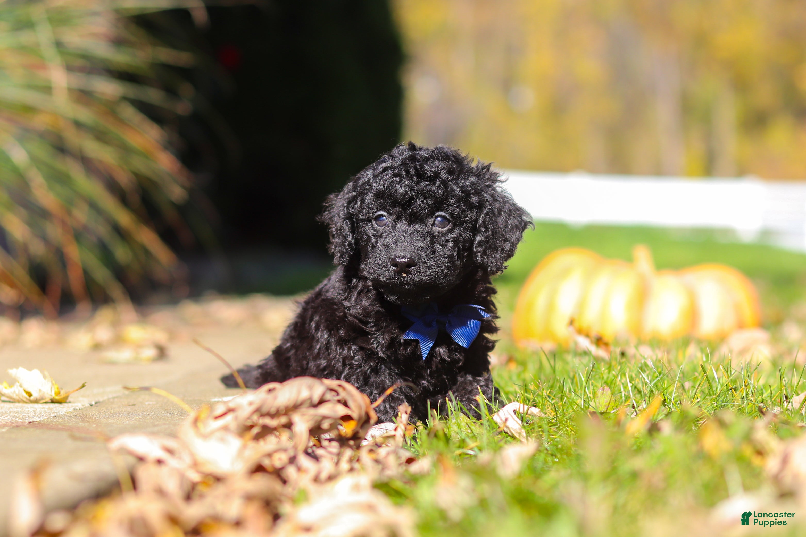 Cavapoo dogs for sale: Landon - Ad 2