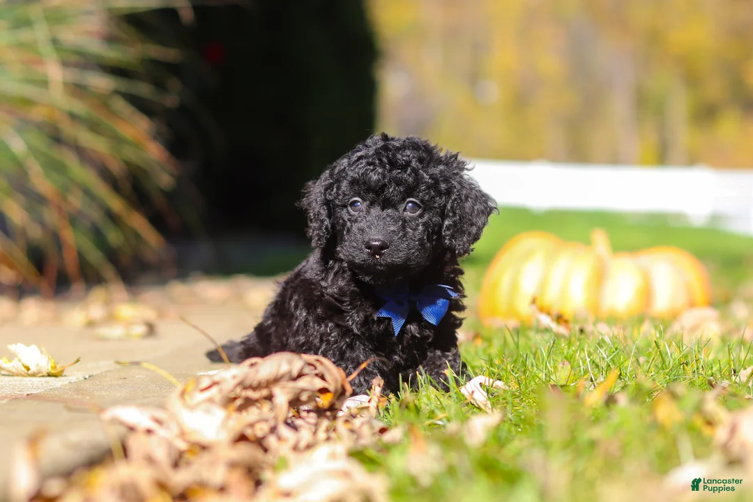 Cavapoo dogs for sale: Landon - Ad 2