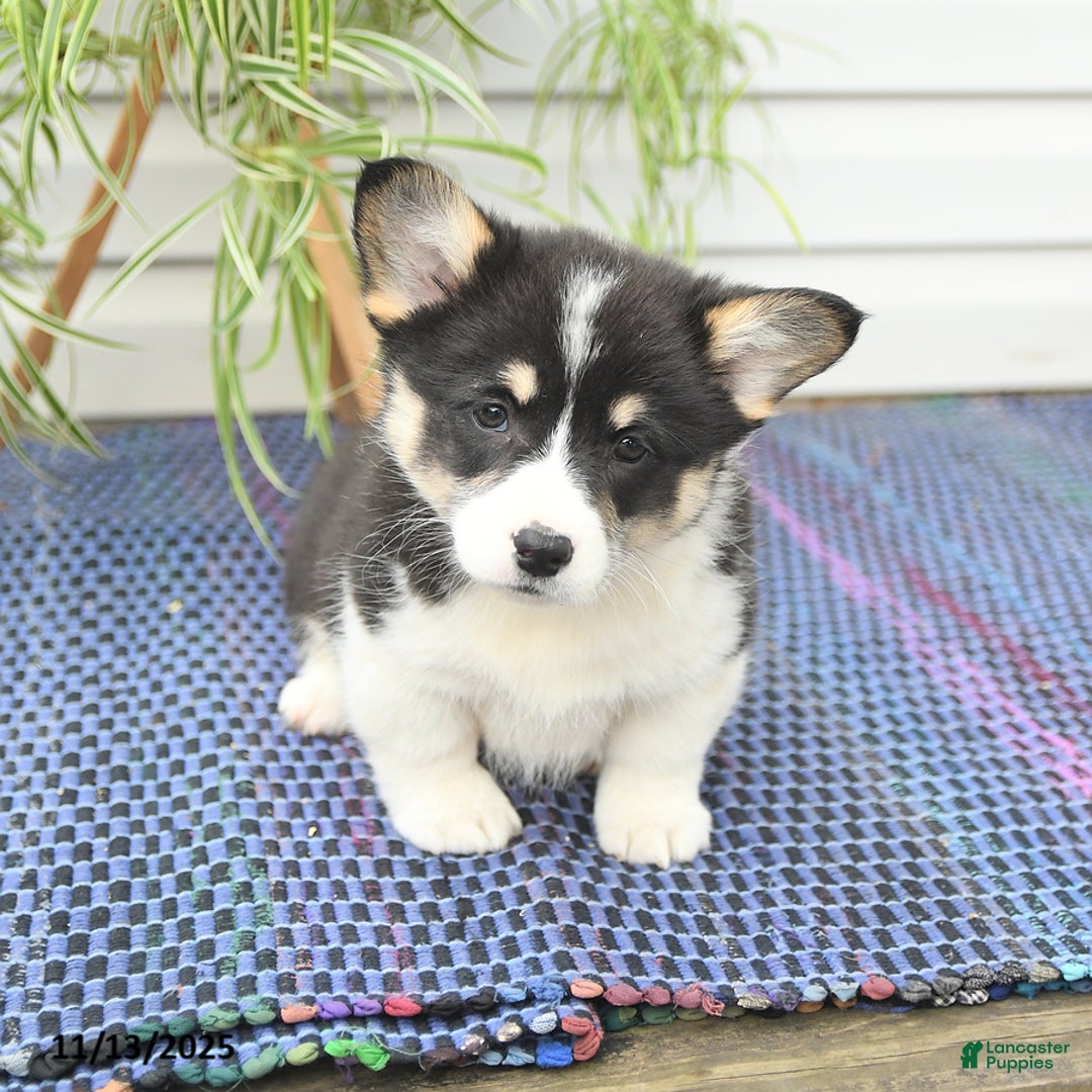 Welsh Corgi Pembroke dogs for sale: Scamp  - Ad 8