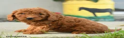 Goldendoodle dogs for sale: Cheeto - Ad 2
