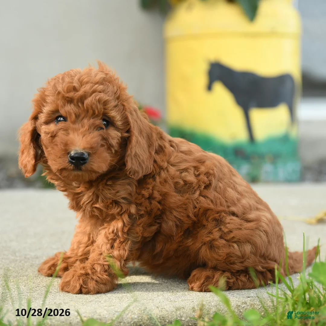 Goldendoodle dogs for sale: Cheeto - Ad 2
