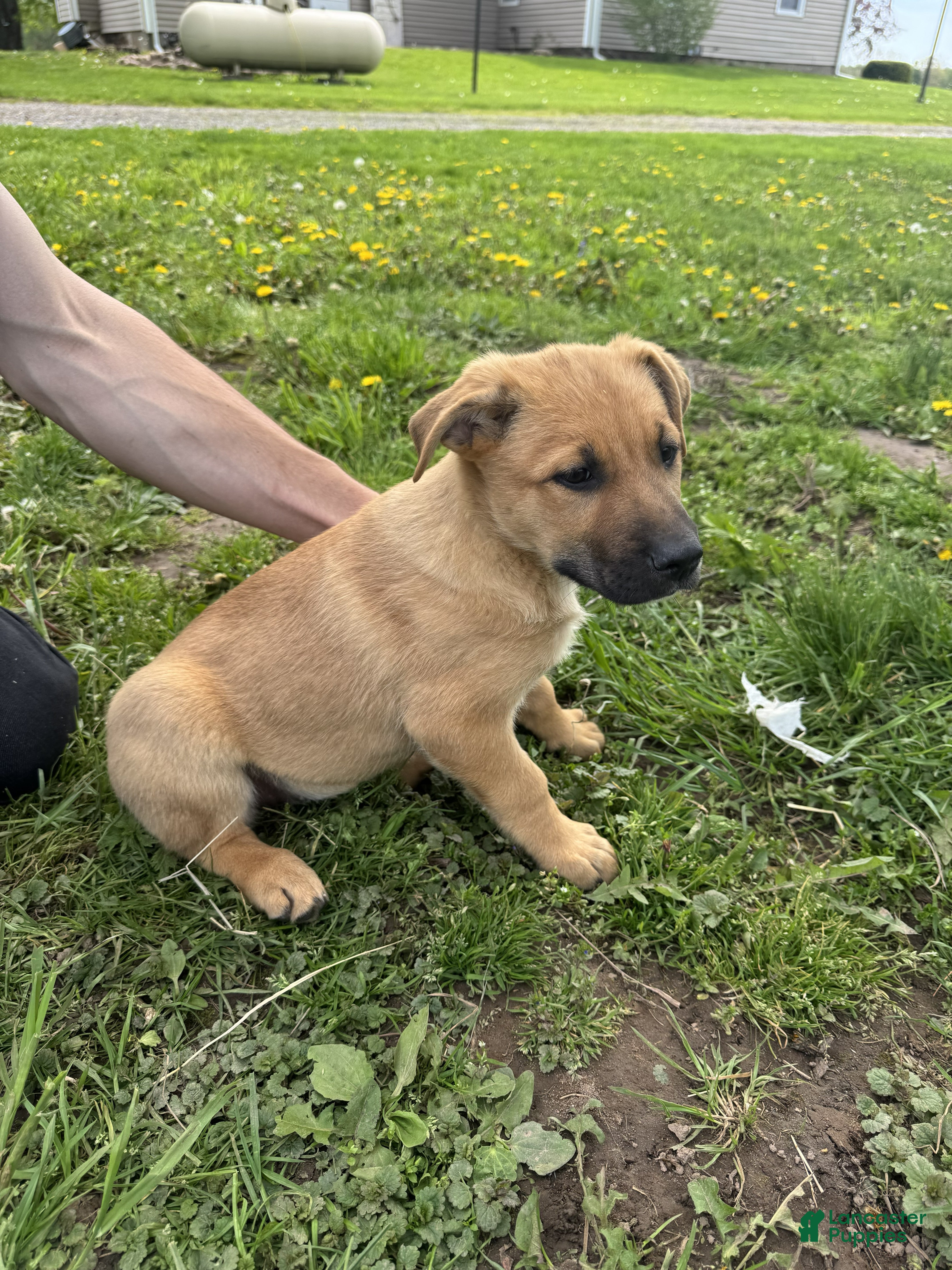 German Shepherd dogs German Shepherd Puppy 6 Carson - Ad 8