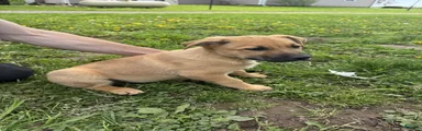 German Shepherd Puppy 6 Carson