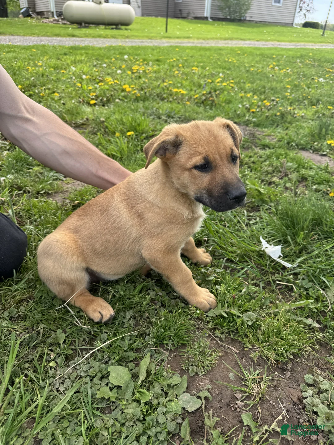 German Shepherd dogs for sale: German Shepherd Puppy 6 Carson - Ad 1