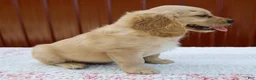 Miniature Golden Retriever dogs for sale: Grady - Ad 5