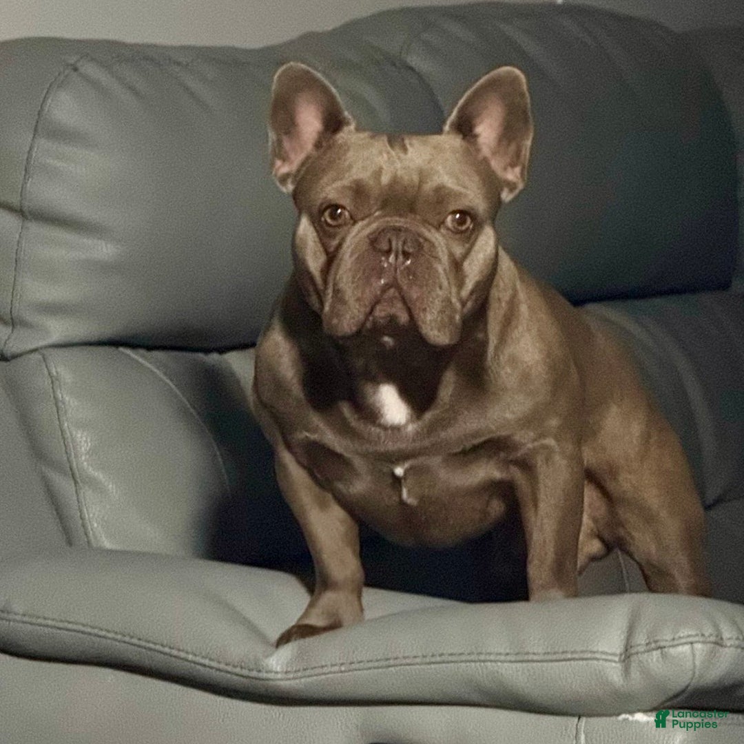 French Bulldog dogs for sale: Enzo - Ad 3