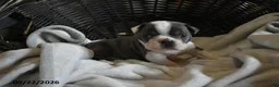 Frenchton dogs for sale: Reno - Ad 3
