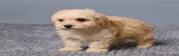 Miniature Poodle dogs for sale: Rita - Ad 4