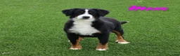 Mini Bernedoodle dogs for sale: Maxine - Ad 9