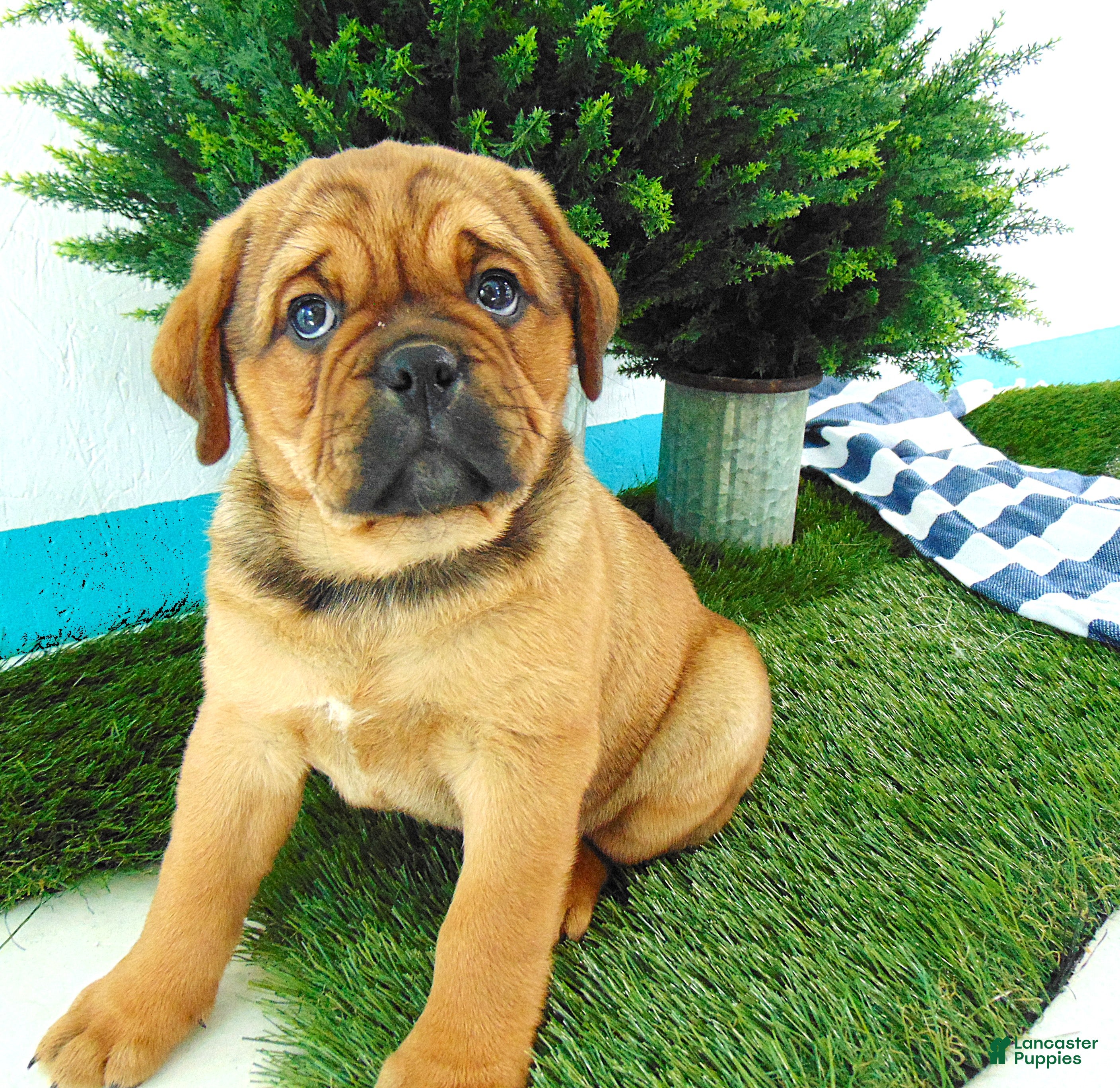 Mixed Breed dogs Sadie - Ad 2