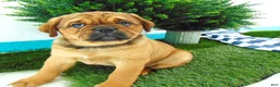 Mixed Breed dogs for sale: Sadie - Ad 2