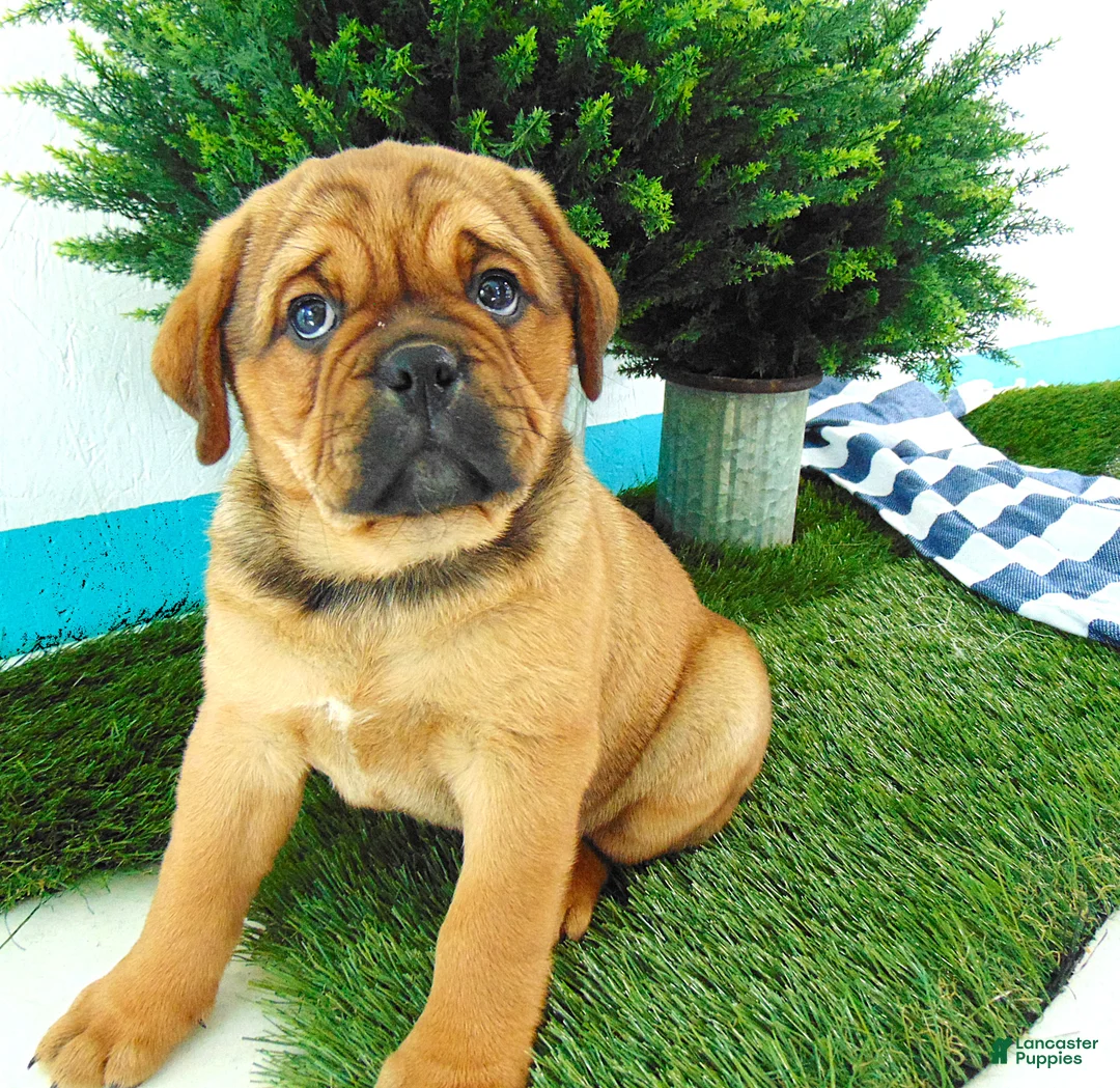 Mixed Breed dogs for sale: Sadie - Ad 2
