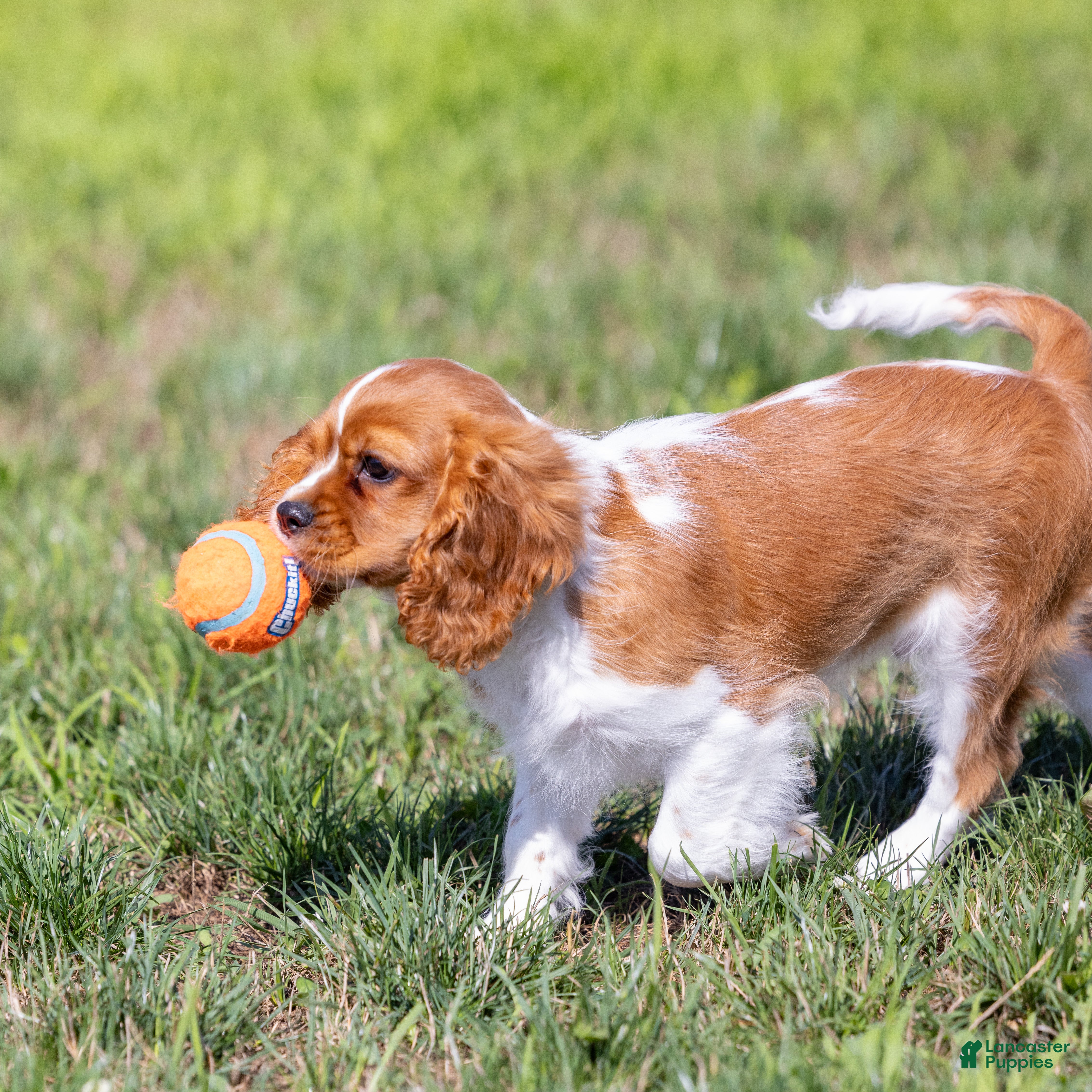 Cavalier King Charles Spaniel dogs Oswald - Ad 2