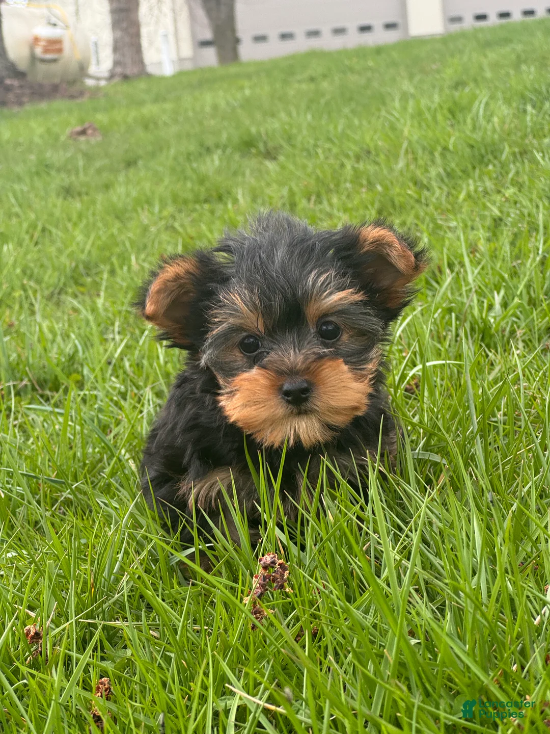 Yorkshire Terrier dogs for sale: Yola - Ad 5