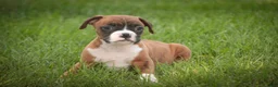 Boxer dogs for sale: Frank - Ad 5