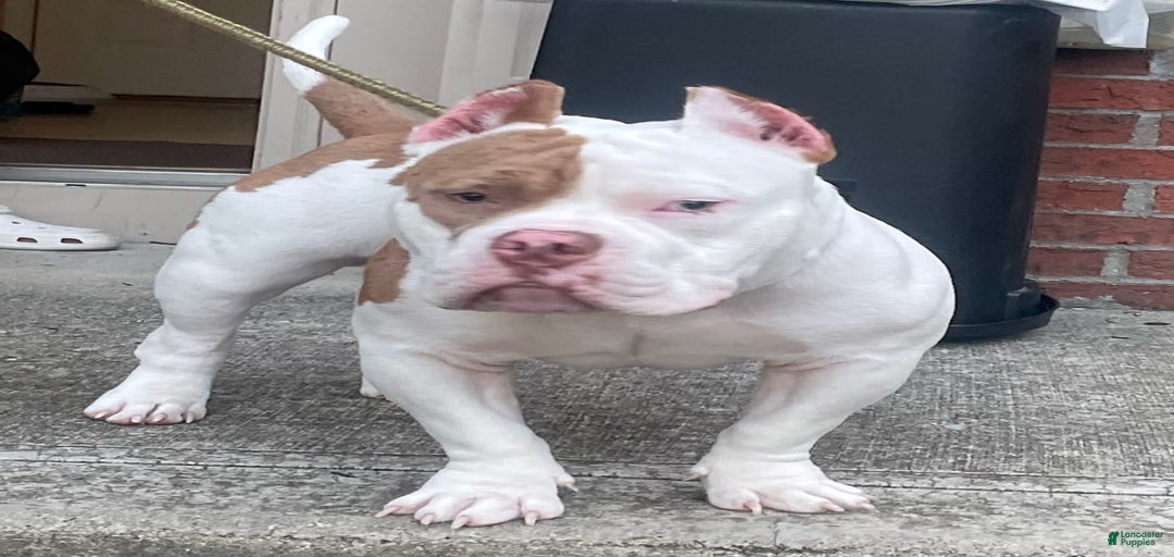 Gallery Image {{count}}