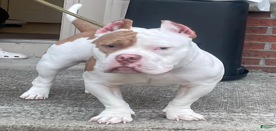 Gallery Image {{count}}